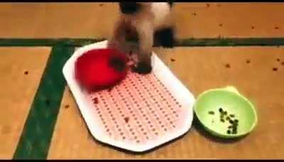 To feed your cats