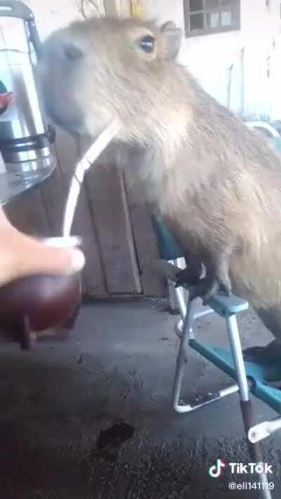 A Capybara drinking mate