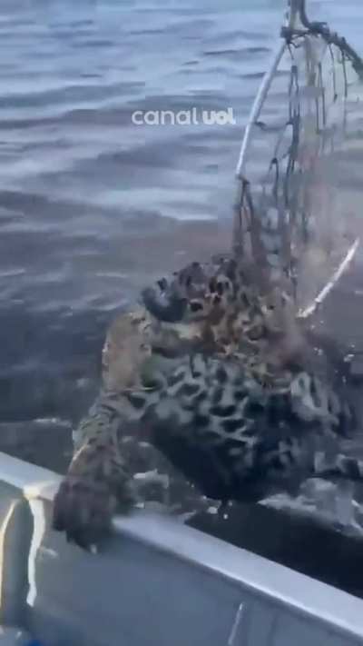 Man catches a baby jaguar and saves it ! It was in the Pantanal Brazil