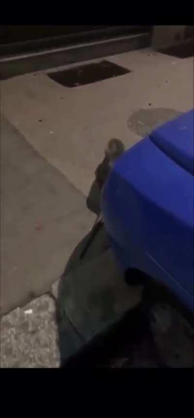 This rat. (Not my video)