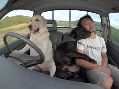 just taking a drive with my most loyal friends