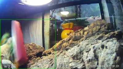 My beardie had a bad morning 