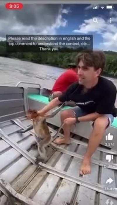 Influencer “saves” proboscis monkey from drowning