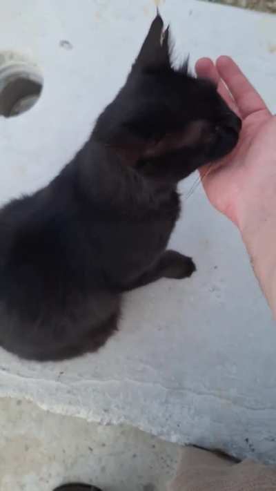 Business negotiations #3 - Return of the Black Kitty Client