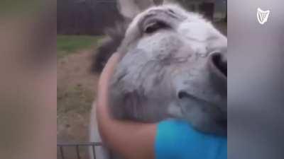 Donkey gets emotional when reuniting with owner