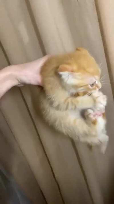 It's just a piece of paper from a cupcake