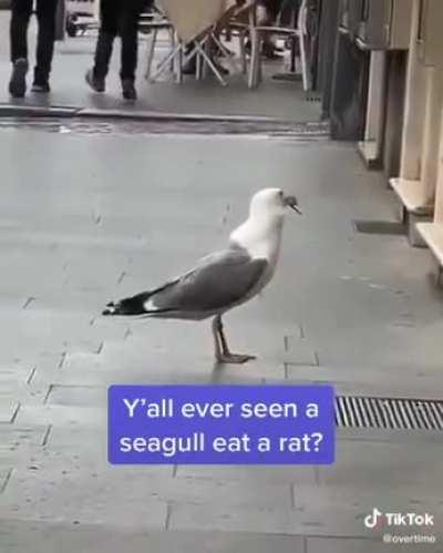 Seagull swallows a whole rat, source: overtime tktok