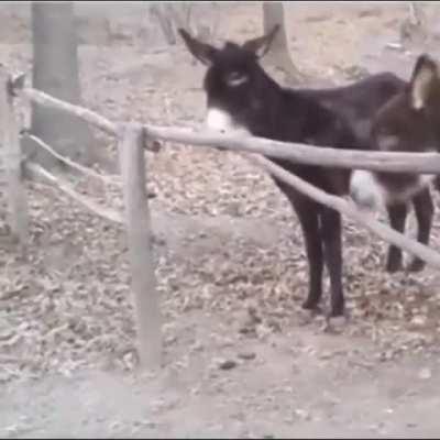 Осёл шокировал своим IQ