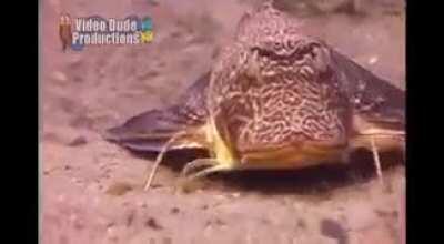 Sea Robins have 6 crab-like legs that let them walk on the seafloor