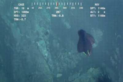 Nature’s blackmagicfuckery