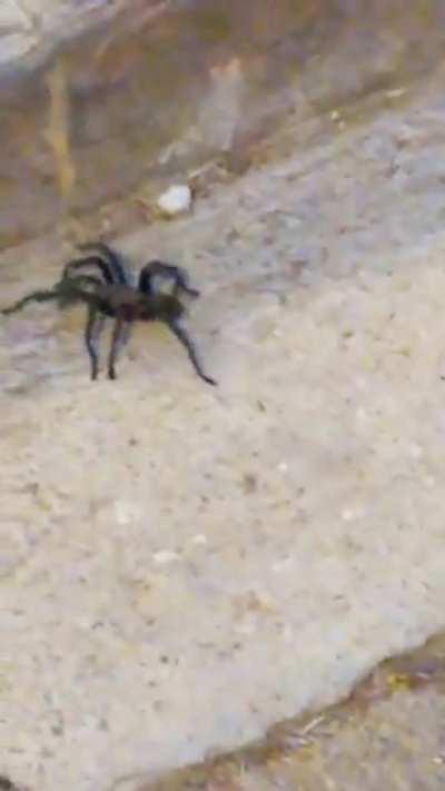 Tarantulas are out this week.