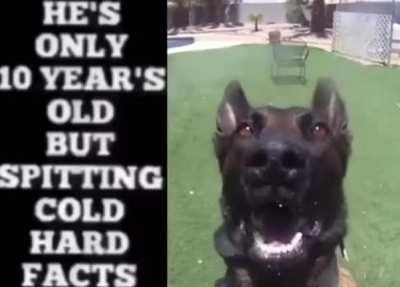 could this be the next dog to make it out of atlanta?