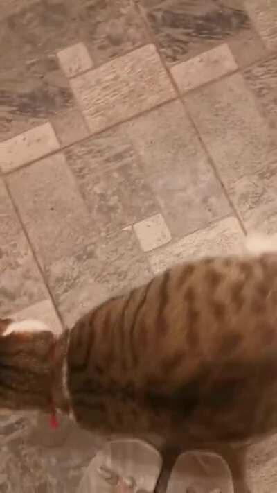 Smudge with her broken meow. She is on a diet and wants everyone to know she isnt happy about it.