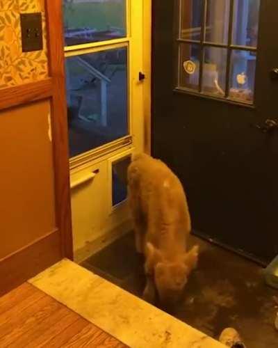 Kakadu’s friend came over