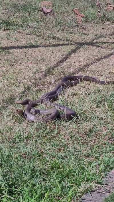 Had a couple of property managers fighting near my back door today 