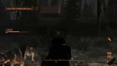 Dogmeat uses Tornado!