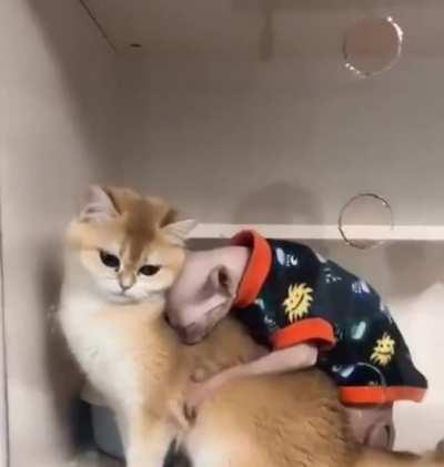 Pretty girls with their ugly boyfriends but it's ok cause he got a designer shirt on