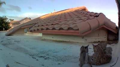 This family of bobcats on the roof of a house.