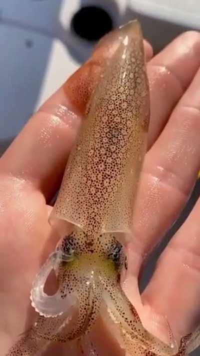 A small squid tries to disguise itself as the color of a hand