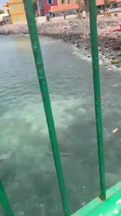 Tourists throwing coins in the water and watching as locals try to swim for them... they must feel so powerful