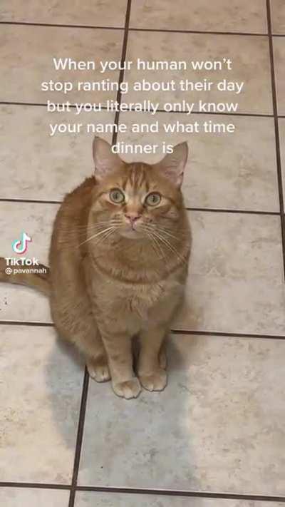Anyone else use their cat as a therapist? (x-post r/AnimalsofTikTok)