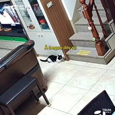 I feel bad for the cat :3