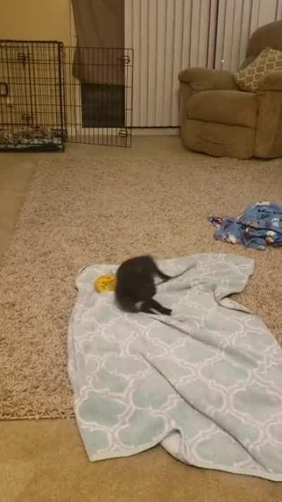 Tycho gets spooked by his Pumpkin