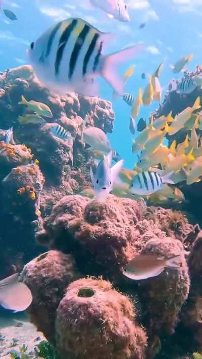 Sky Reef Caribbean life, Cozumel, Mexico