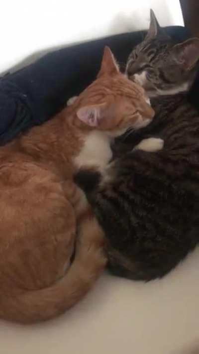 Thanks for all of the love! As promised here’s an early video. I think this is week 3 after they appeared. Much better with the sound on, they had such little motors even then.