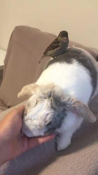 By no means are they friends but they mutually tolerate each other