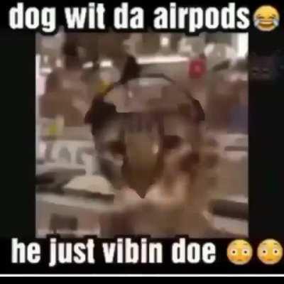 DaDog vibin 😎😎😳😳