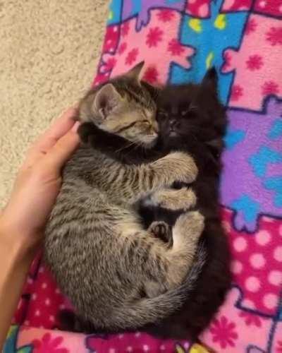 Touch Tha Kitten