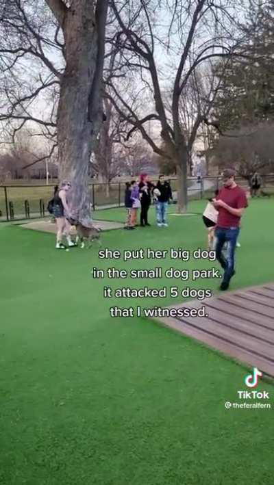 Fun times at the dog park