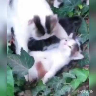 Found This Vid Of Two Cats, Decided To Edit It Slightly (Yakuza 0 Spoilers)