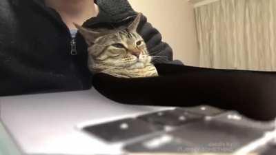 Office cat. Source:🐦 @CatNaviDesk