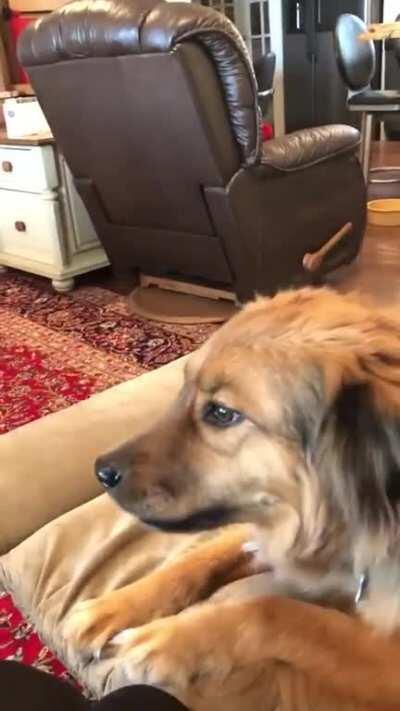 You're gonna pet me next, right?