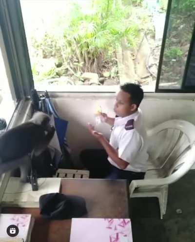 Monkey Steals Sandwich