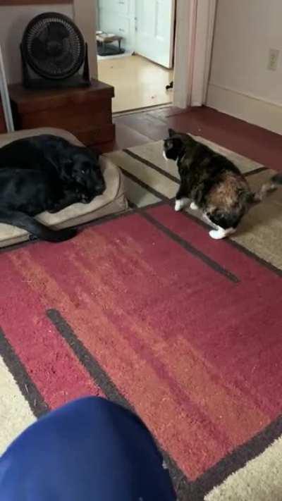 Mean cat, good puppy