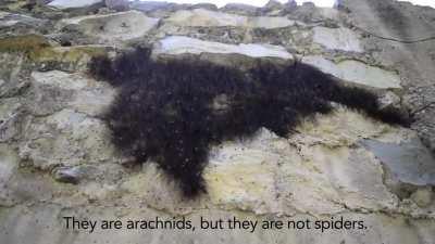 A cluster of Daddy LongLegs (Harvestmen)