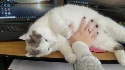 Belly rubs were demanded