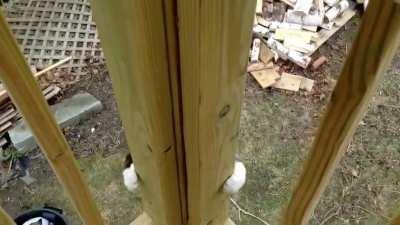 Sparrow catculating her plan of descent