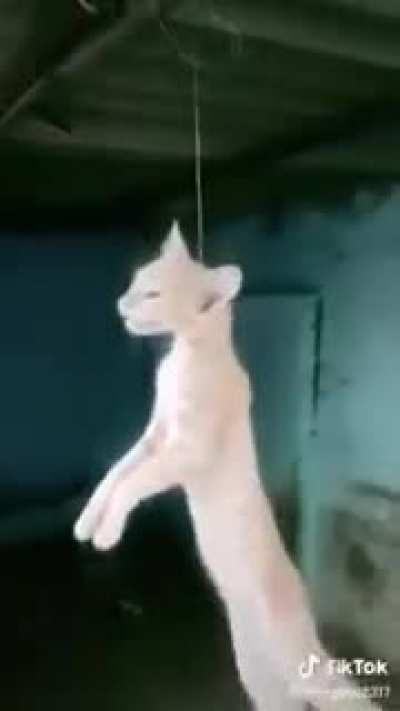 Cursed_cat