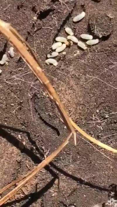 My mum removed a paver, underneath was a beautiful ants nest [UK]