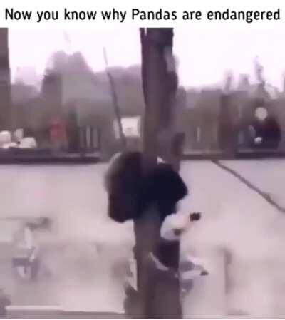 I guess pandas lack agility