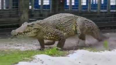 Today I learned that gators can gallop