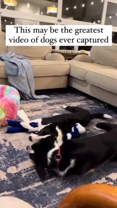 Honestly, this is an absolute gem. - -sostarbcs video.