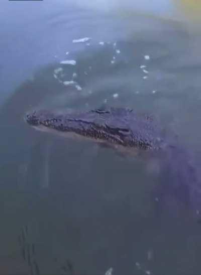 Crocodile changes his mind about his next meal.