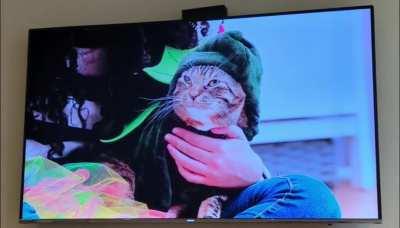 Cat actor regretting his career choices