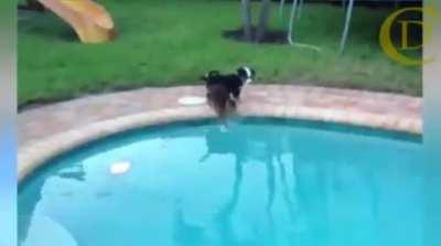 From wet paw to swan dive hanks to pure reflexes