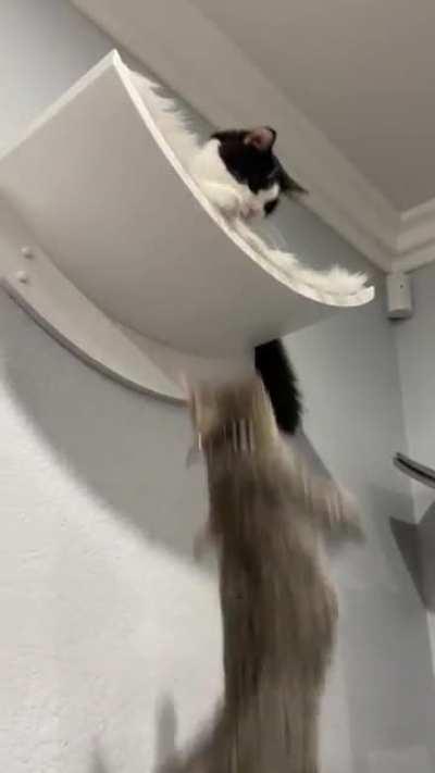 Re-enacting Scar & Mufasa